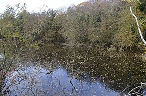 Upware North Pit 1