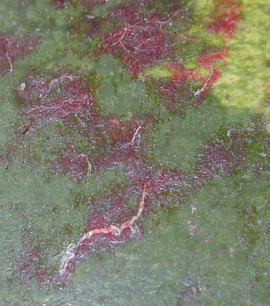 Vampire watermelon closeup