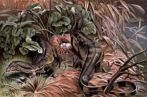 Varanus salvator (illustration)