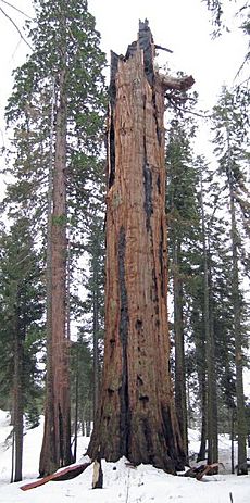 Washington-tree-2005feb