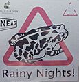 Western leopard toad - car 2