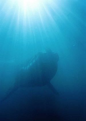 Whale underwater - panoramio