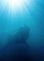 Whale underwater - panoramio
