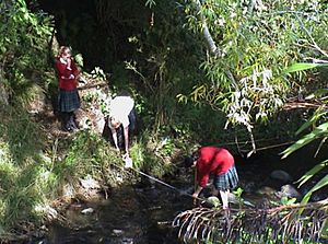 Year 10 Kaikorai Valley College students measuring the cross sectional area of a transect across the stream to determine, with velocity data, the flow rate.