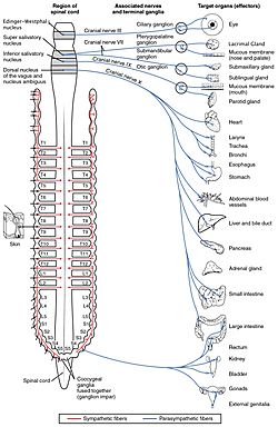 1503 Connections of the Parasympathetic Nervous System.jpg