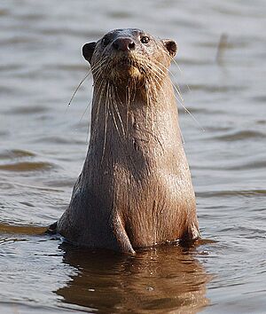 2006-kabini-otter