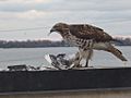 A hawk eats a pigeon, near Toronto harbour