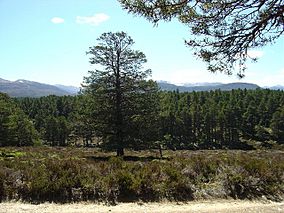 Abernethy Forest - Scots Pine - geograph.org.uk - 55317.jpg
