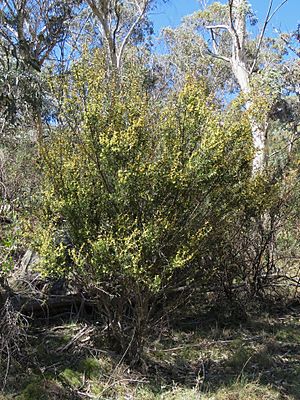 Acacia siculiformis (37788017306).jpg