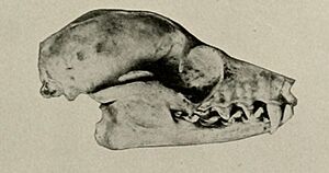 Acerodon jubatus lucifer skull