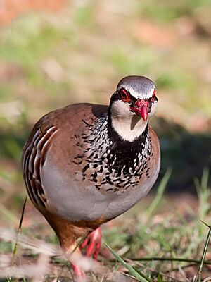 Alectoris rufa -Kirkmichael, Scotland-8