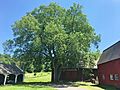 American Elm at the Hill-Stead Museum, Farmington, CT - July 2019