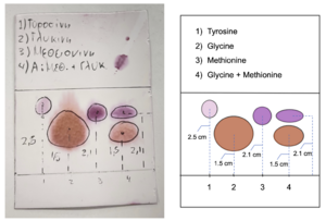 Amino acids TLC with English translation