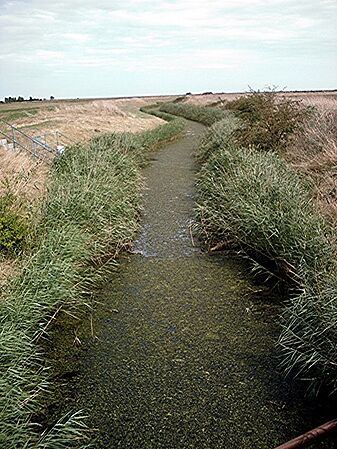 Asheldham Brook from Bridgewick Road bridge - geograph.org.uk - 220945
