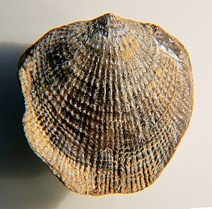 Atrypa reticularis pedunculate Gondelsheim CRF
