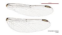 Austrogomphus ochraceus female wings (35019289656)