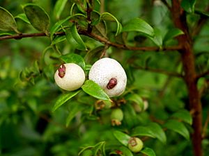 Austromyrtus dulcis fruit1.JPG
