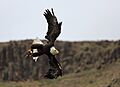Bald Eagle, Palmitos Park, May 2018