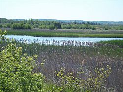Betise River Wetland near Elberta