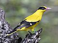 Black-naped oriole - Miami Zoo Florida