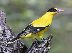 Black-naped oriole - Miami Zoo Florida