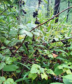 Black currant in the mountains of Zakamensky district of Buryatia, Russia