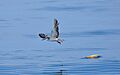 Bridled tern (Onychoprion anaethetus) Oct 2011 Karnataka Pelagic Udupi flight scape