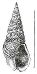 Bullia mozambicensis shell