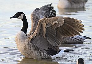 Canada goose - 53403644661 (cropped)