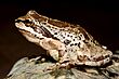Cascades Frog (10332361205).jpg