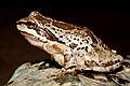 Cascades Frog (10332361205)