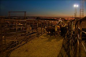 Cattle auction - Flickr - Al Jazeera English