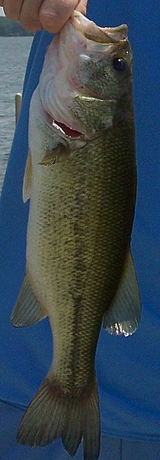 largemouth-bass-feeding-facts-bass-fishing-gurus