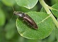 Click Beetle Athous haemorrhoidalis on Sallow leaf