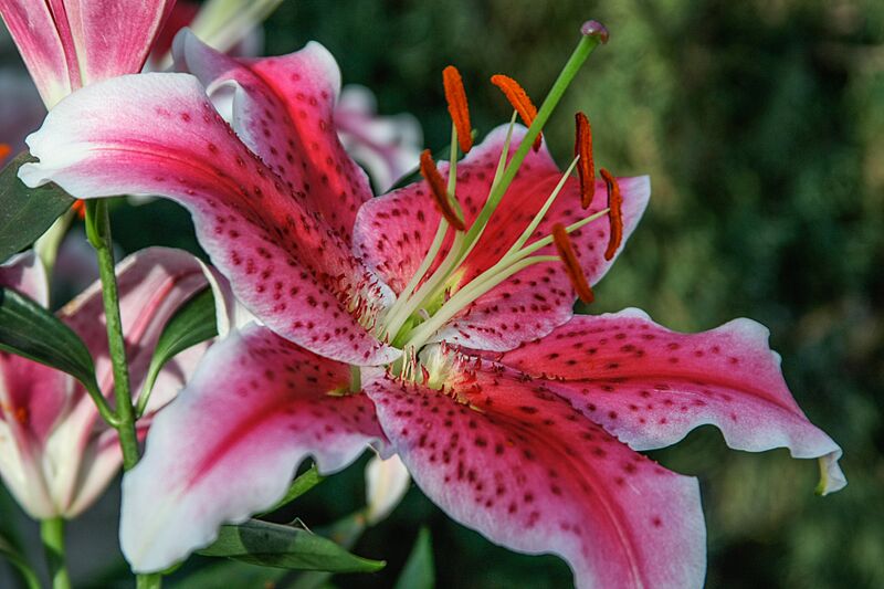 Como Conservatory (15622607378)