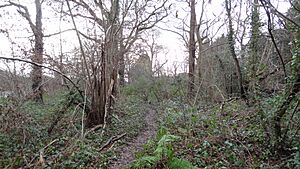 Coombe Hill Wood 5