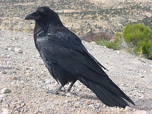 Corvus corax along road