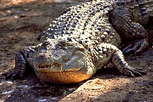 Crocodylus mindorensis by Gregg Yan 01.jpg