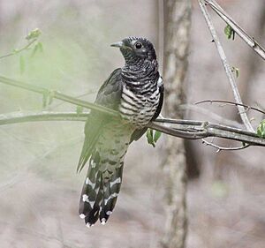 Cuculus solitarius, onvolw in Mkhuze-wildreservaat, Birding Weto, a