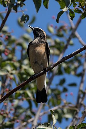 Cyprus wheatear Facts for Kids