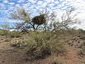 Desert Mistletoe Palo Verde Tree Silver Bell Arizona