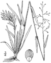 Dichanthelium portoricense (as Panicum nashianum) BB-1913