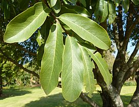 Diospyros mespiliformis, blare, Jan Celliers Park