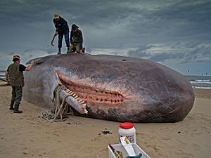 Dirk Claesen - Sperm Whale