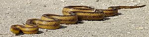 Elaphe obsoleta quadrivittata