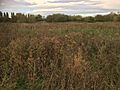 Elmers End moat 1
