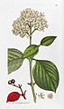 English-Botany James-Sowerby Plate-248 CORNUS-sanguinea Dogwood
