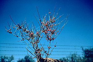 Ephedra antisyphilitica branch.jpg