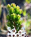Erica calycina fol and flower
