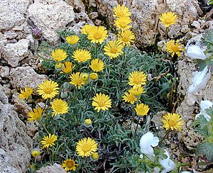 Erigeron chrysopsidis.jpg